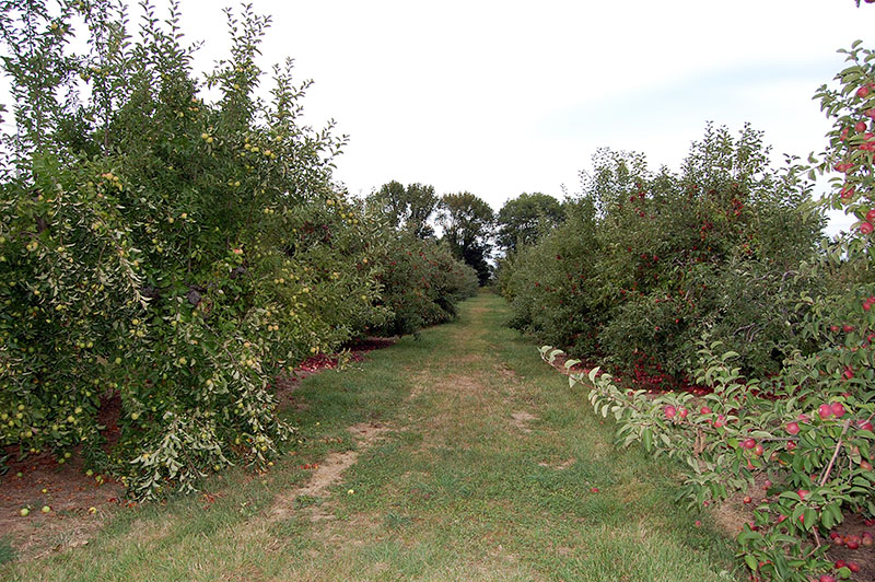 Letters from the Orchard